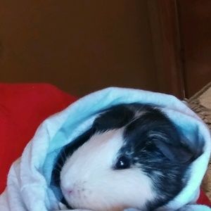 Meet your Posher, Bobbie